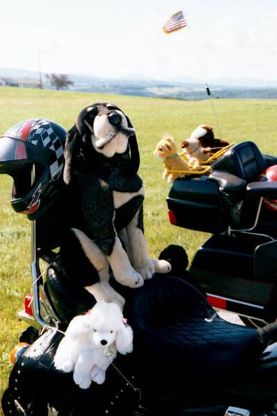 Stuffed doggie friends